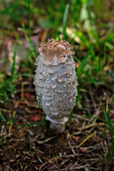 Closeup of a white Coprinus comatus mushroom in the grass