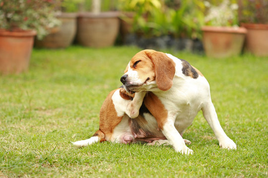 Purebred female Beagle dog lying down on lawn