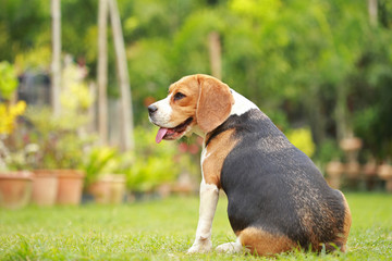 Purebred female Beagle dog lying down on lawn