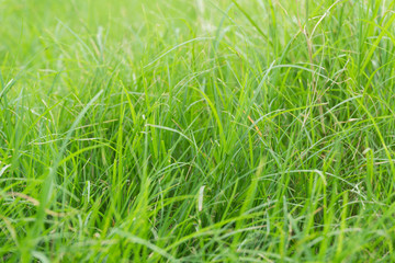 Green grass background texture.