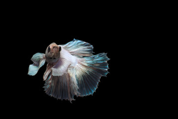 Fighting fish with black backglound