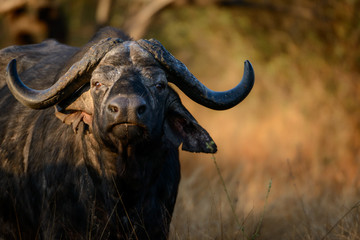 African buffalo, also know as Cape Buffalo (Syncerus caffer). Kruger National Park. Mpumalanga. South Africa.