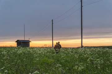 Two men go on blossoming meadow along power line with wooden poles to barn against sunset background. Bestuzhevo village, Arkhangelsky region, Russia. 
