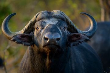 African buffalo, also know as Cape Buffalo (Syncerus caffer). Kruger National Park. Mpumalanga. South Africa.