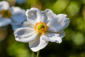 White anemone flower in the sun on a green background