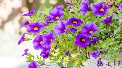 Purple flower on a green background