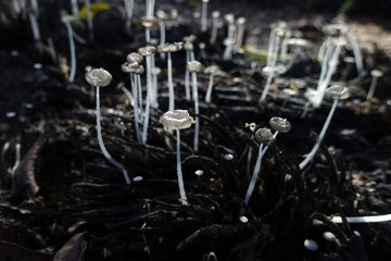 forest wild mushrooms