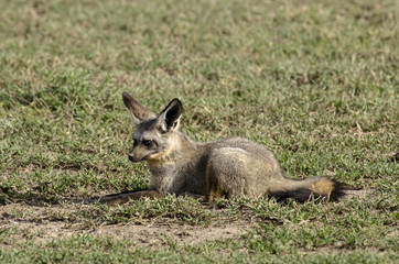 Naklejka na ściany i meble Otocyon, Otocyon megalotis, big eared fox, parc national du Serengeti, Tanzanie