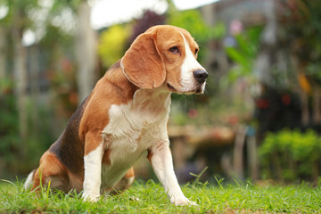male Beagle dog lying down on floor