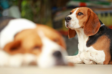 beagle dog Sleeping and take some rest, 
dog sleeping and dreaming
