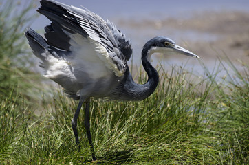 Héron mélanocéphale,.Ardea melanocephala, Black headed Heron,.parc national du Serengeti,...