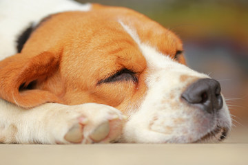 beagle dog Sleeping and take some rest, 
dog sleeping and dreaming
