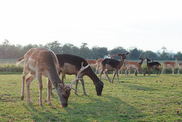 Grazing deers