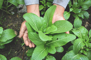 Hand of gardener holding fresh lettuce cantonese in farm, soft focus