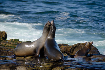 Fototapeta premium Fighting California sea lions