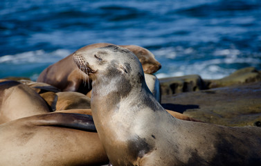 Daydreaming California sea lion - 3
