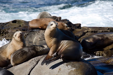 Curious California sea lions near La Jolla Cove