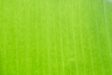 Close up beautiful banana leaf background for texture