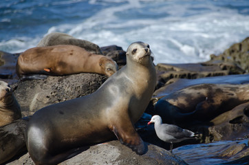 Curious California sea lions near La Jolla Cove - 2