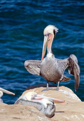 Pelicans on rocks near surf line  - 2