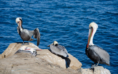 Pelicans on rocks near surf line  - 3
