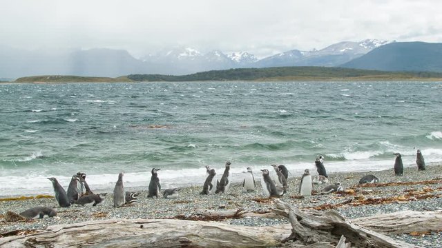 Scene of Magellanic Penguins in Nature Standing on the Shores and Swimming in the Rough Beagle Channel at the Southern Most Tip of South America in Tierra del Fuego Argentina