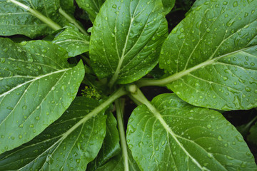 Fresh lettuce cantonese in farm