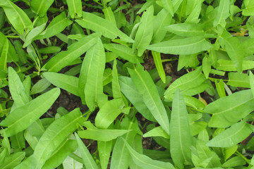 Obraz premium Hipster of green leaf background