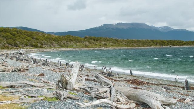 Magellanic Penguin Colony in Nature on a Pebble Beach with Dead Trees and other Bird Wildlife Against the Rough Beagle Channel at the Southern Most Tip of South America in Tierra del Fuego Argentina