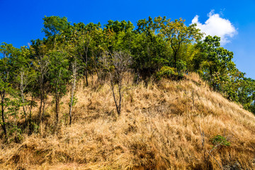Fototapeta premium Foliage on the top of a mountain