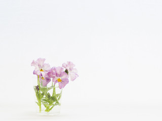 薄紫のビオラの切り花を白バックで