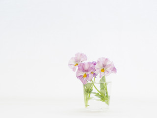 薄紫のビオラの切り花を白バックで