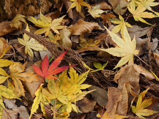 秋の落ち葉