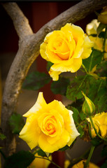 Yellow Roses
