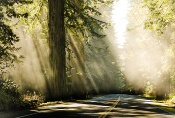 Road through the Redwood trees