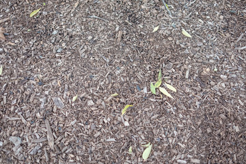 Bark wood chips background