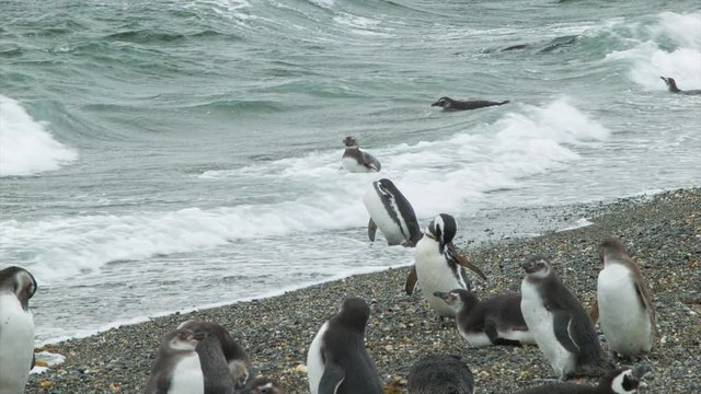 Penguins in their Natural Environment Entering the Ocean Waves from a Rocky Beach on the Rough Beagle Channel at the Southern Most Tip of South America in Tierra del Fuego Argentina