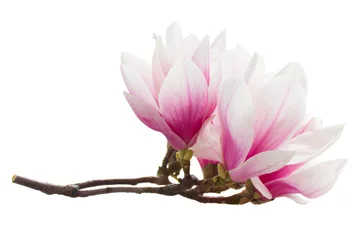 Fototapeten Magnolia pink flowers twig isolated on white background © neirfy