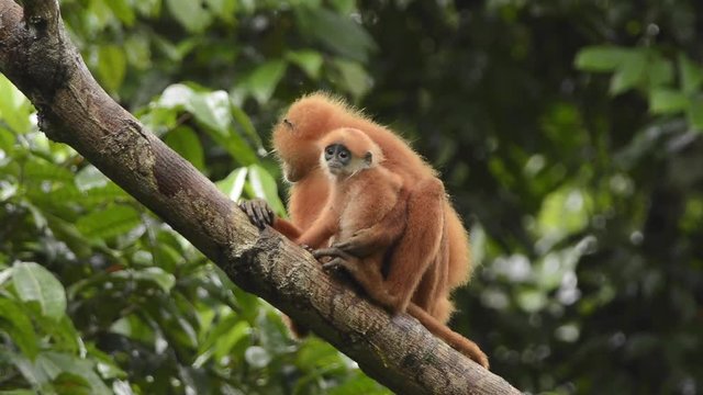 Red Leaf Monkey with young baby