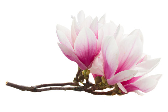 Magnolia pink flowers twig isolated on white background