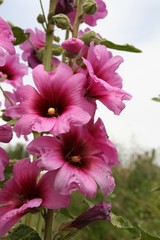Fototapeta na wymiar Flower Pink in a beautiful blossom