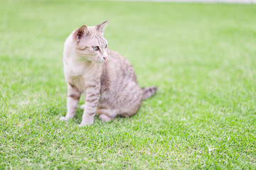 Obraz premium Cat crouching on the lawn.