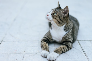 Cat crouching on the sidewalk field.