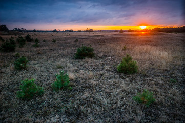 Blick zur Sonne, bei dem Sonnenuntergang im Nationalpark De Hoge Veluwe