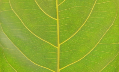 close up of leaf texture and background
