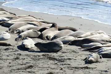 Fototapeta premium Sea Lion Pacific Coast