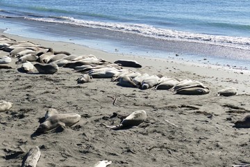 Sea Lion Pacific Coast