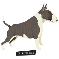 Dog collection Bull Terrier Brindle and White color