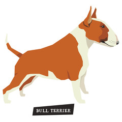 Dog collection Bull Terrier Red and White color