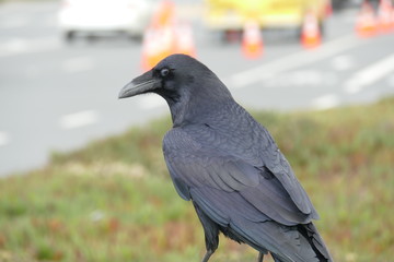 Krähe